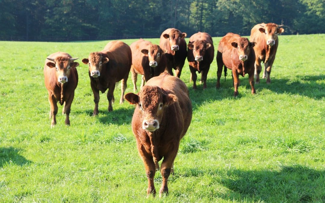 Install Minor Operating System Updates to Maintain Herd Immunity